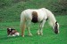 Shetlandský_pony2.jpg