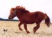 Shetlandský_pony3.jpg